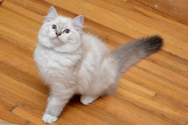 Olivia seal lynx point mitted female kitten 2